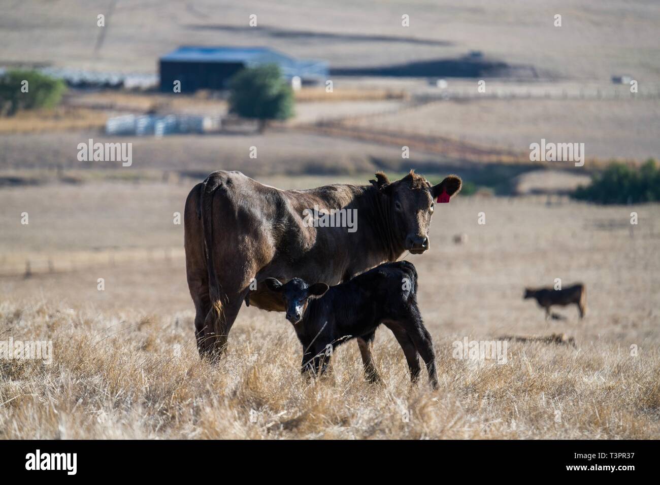Taureaux de boeuf, vaches et calfs broutant sur l'herbe dans le sud-ouest de victoria, Australie. Les races incluent le parc moucheté, gris murray. Banque D'Images