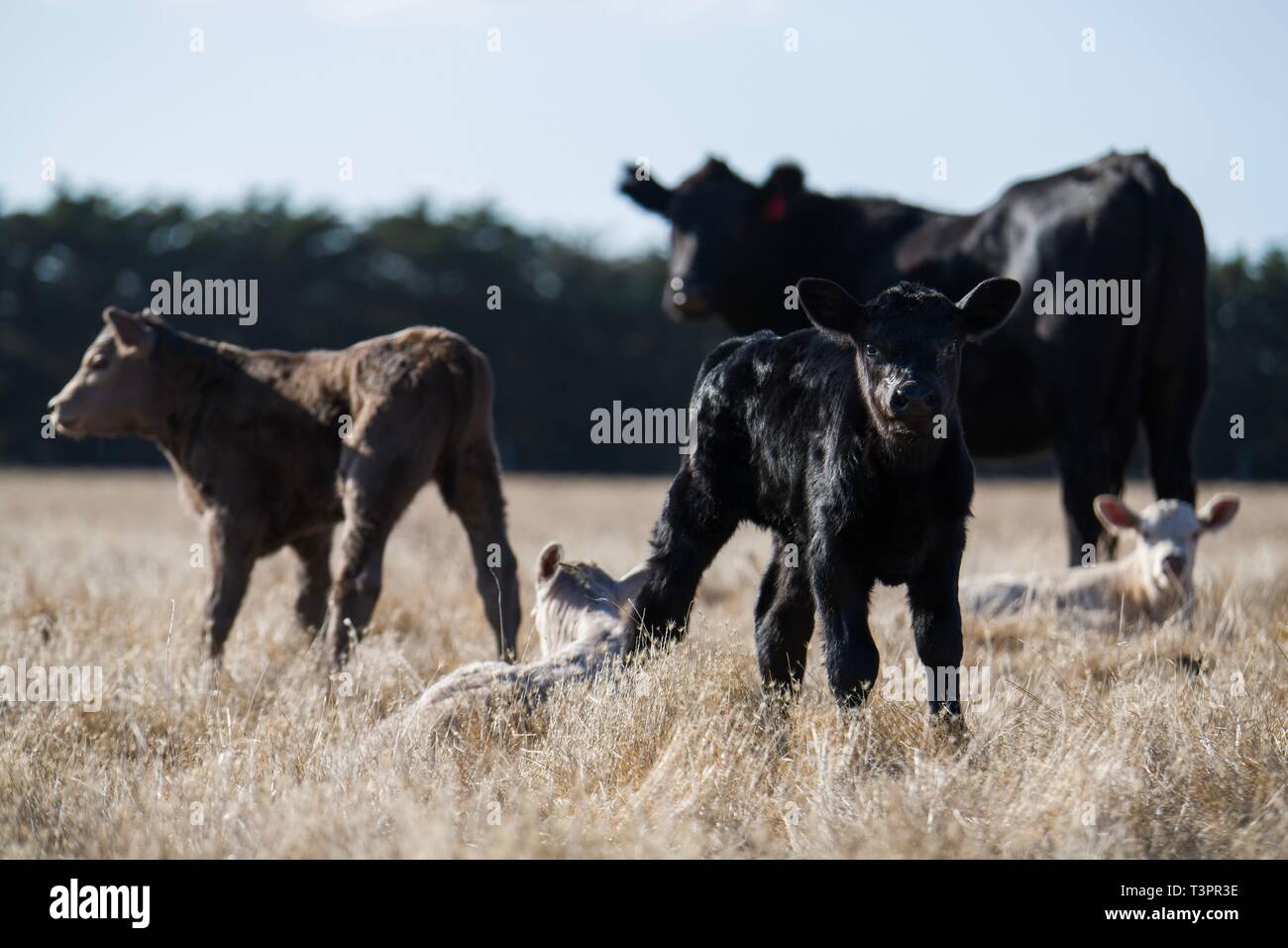 Taureaux de boeuf, vaches et calfs broutant sur l'herbe dans le sud-ouest de victoria, Australie. Les races incluent le parc moucheté, gris murray. Banque D'Images