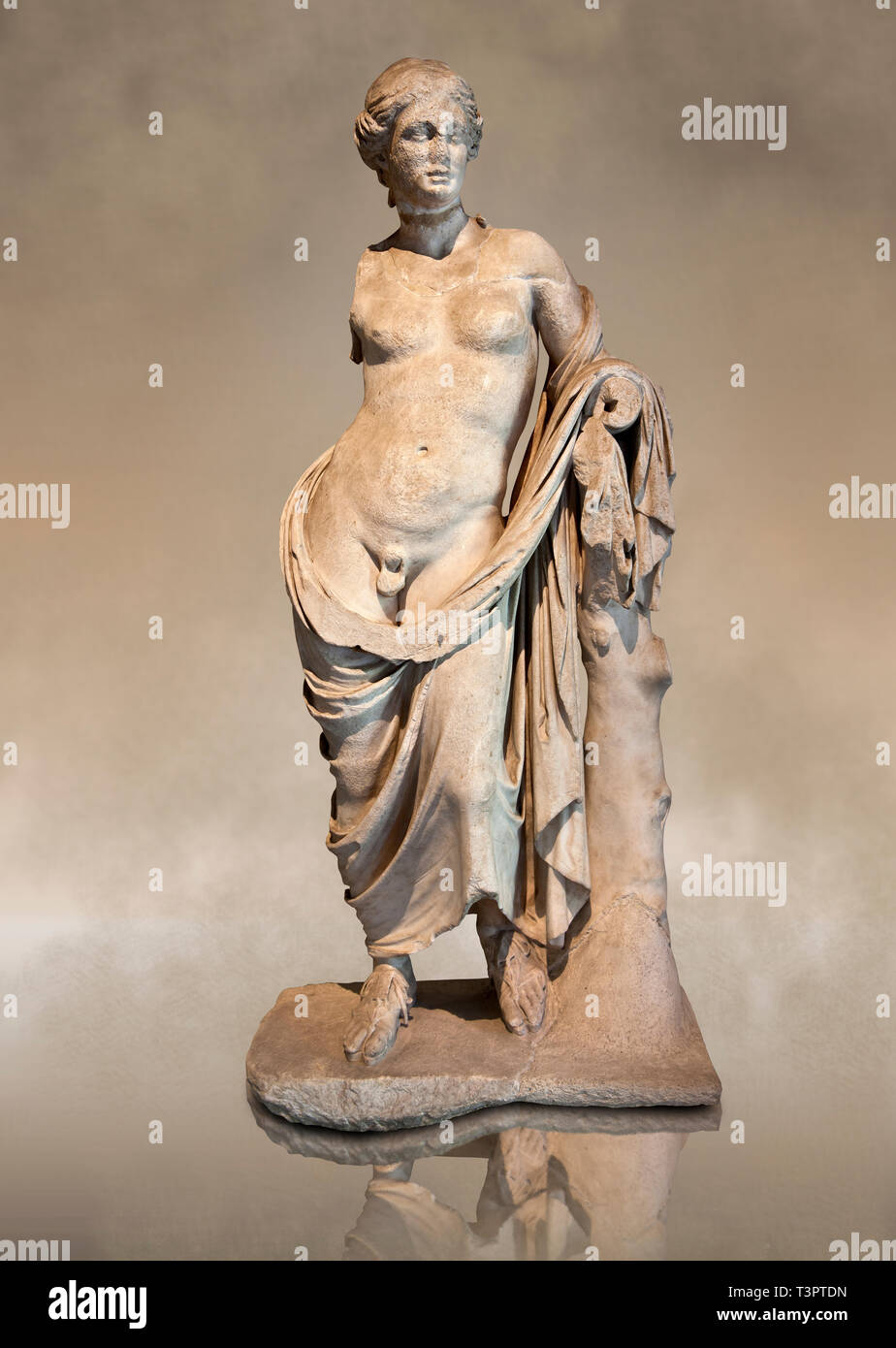 Hermaphrodites Banque de photographies et d’images à haute résolution