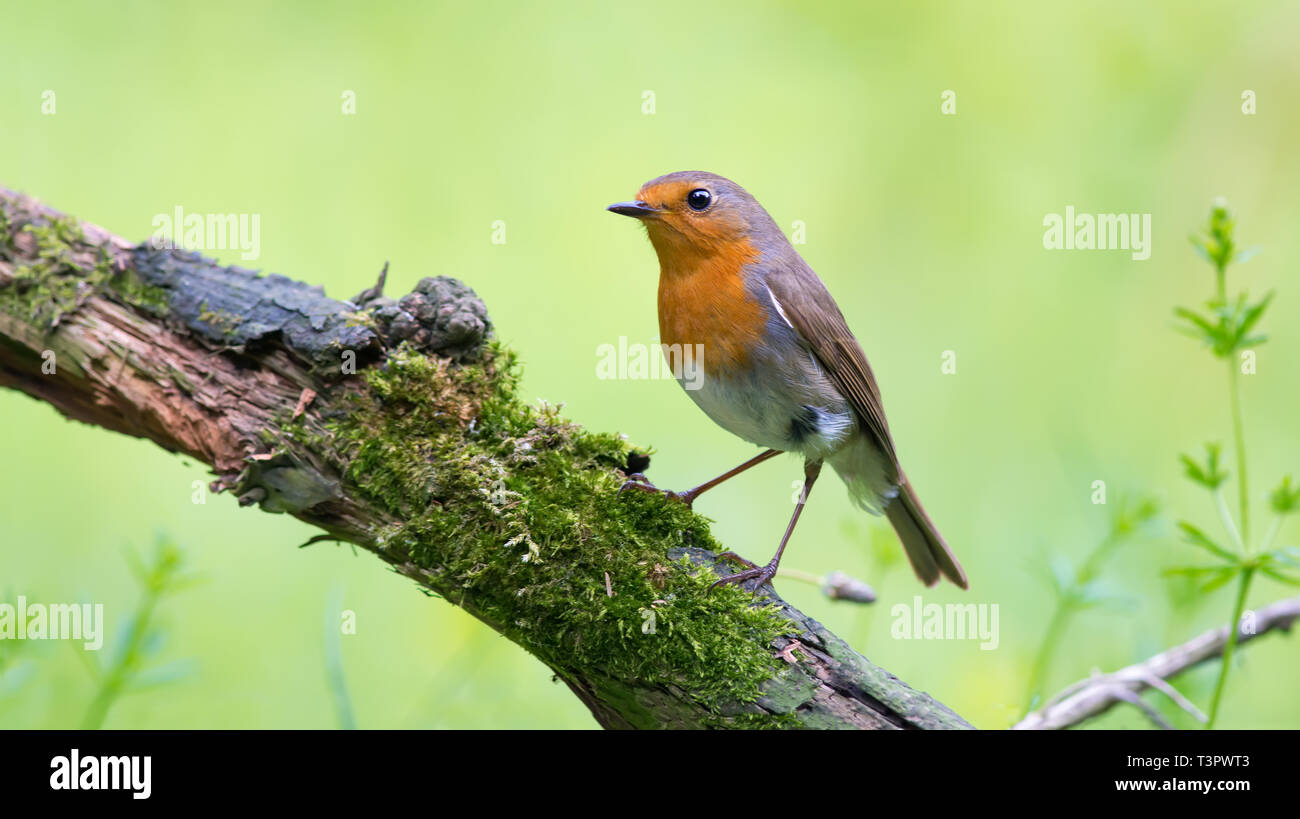 Robin européenne posant sur une branche de l'arbre couvert de mousse Banque D'Images