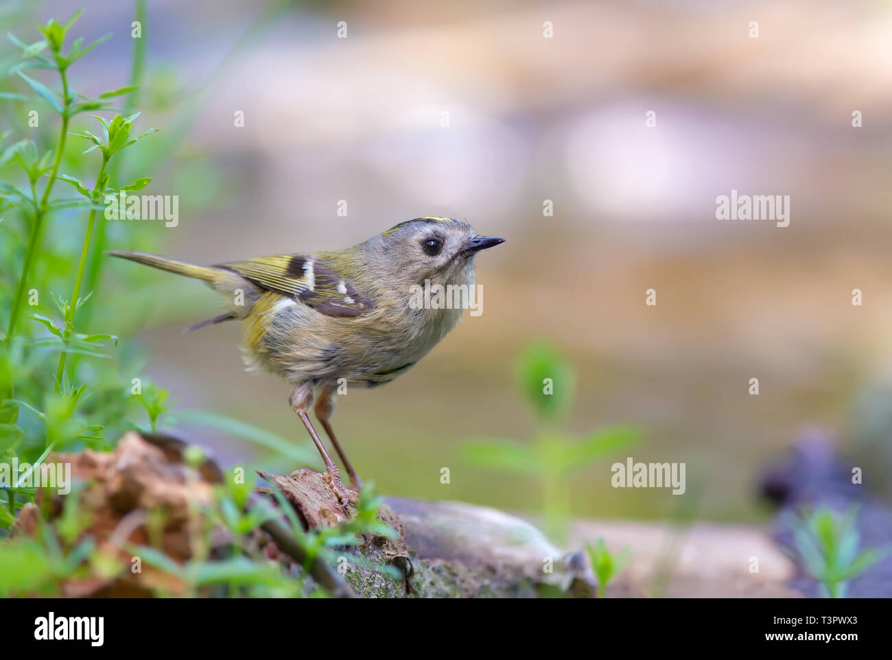 Goldcrest assis et posant près d'un étang l'eau Banque D'Images