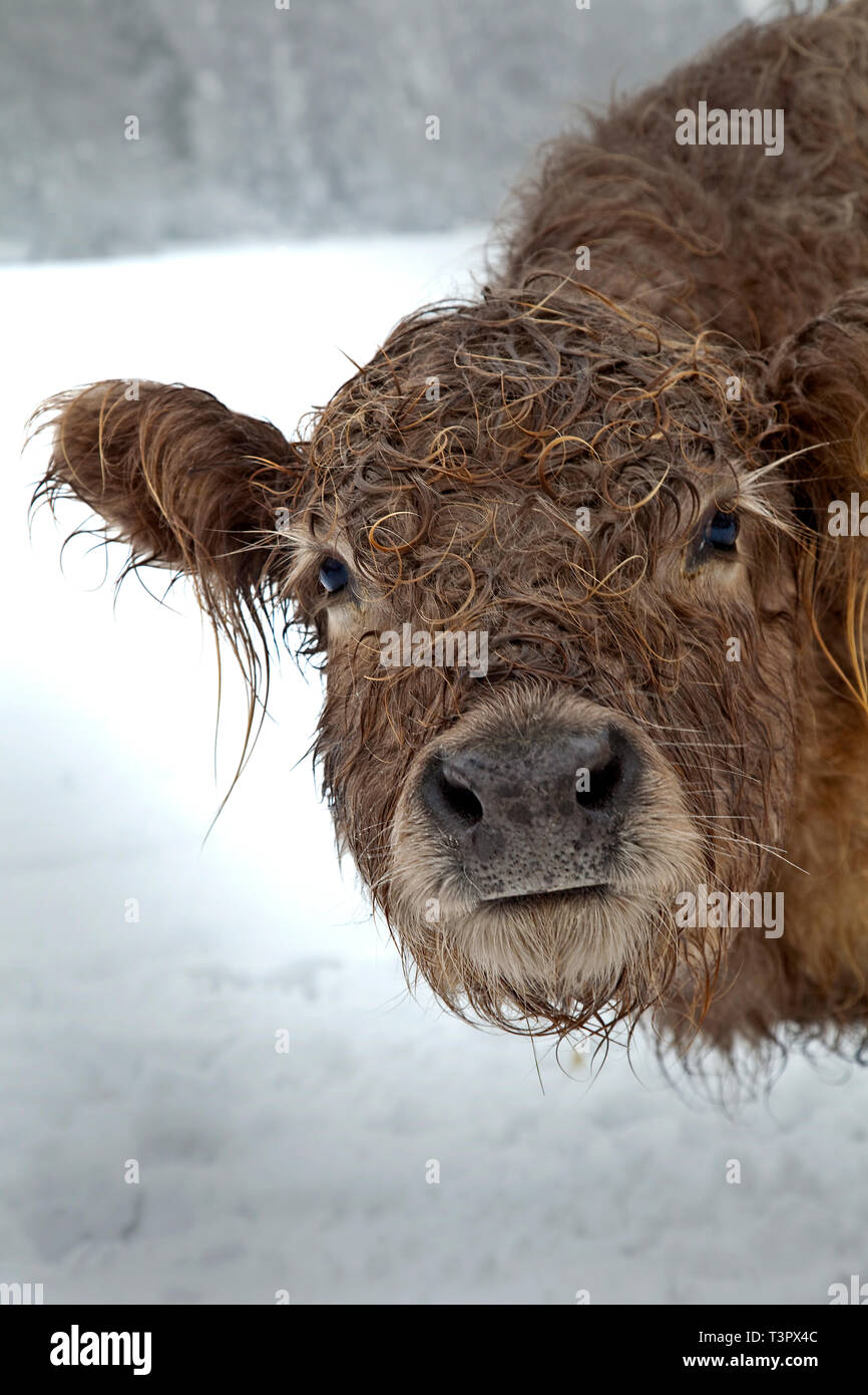 Curieuse vache aux cheveux bouclés avec un manteau imbibé de pluie regarde dans l'objectif de la caméra, debout dans un paysage hivernal calme avec un fond blanc doux. Banque D'Images