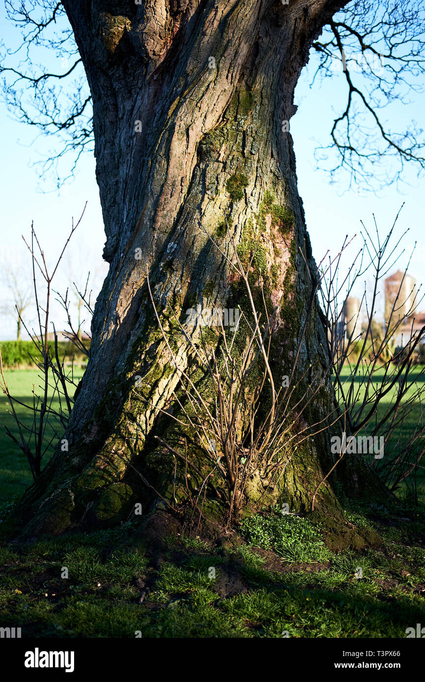 La lumière du soleil du soir tombe sur un vieux tronc d'arbre dans un parc mettant en lumière la texture Banque D'Images