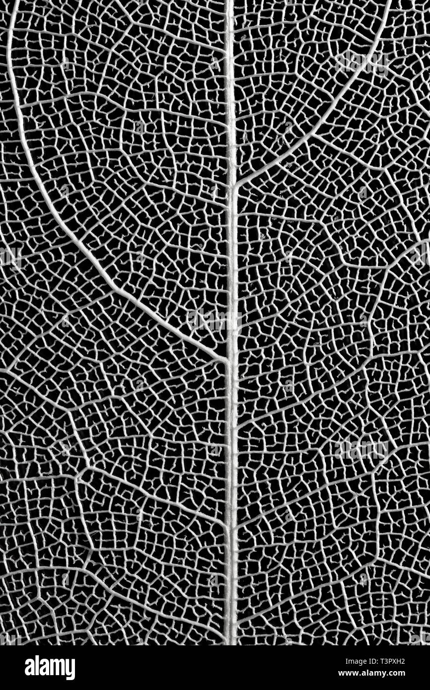 Les veines complexes d’une feuille squelettisée forment un délicat treillis monochrome, révélant l’architecture cachée de la nature dans des détails organiques saisissants. Banque D'Images