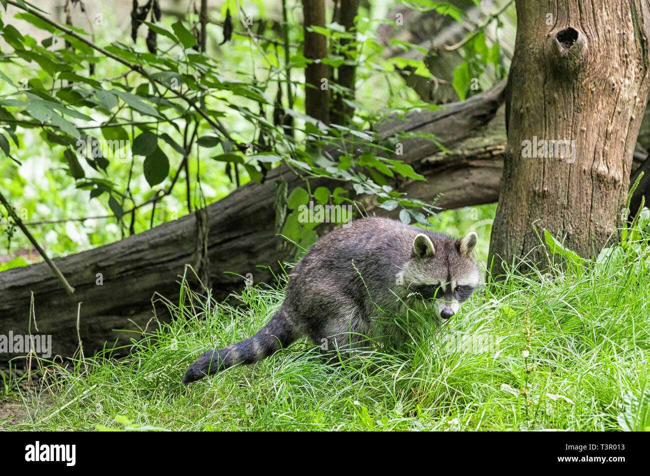 Le raton laveur dans la forêt sauvage Banque D'Images