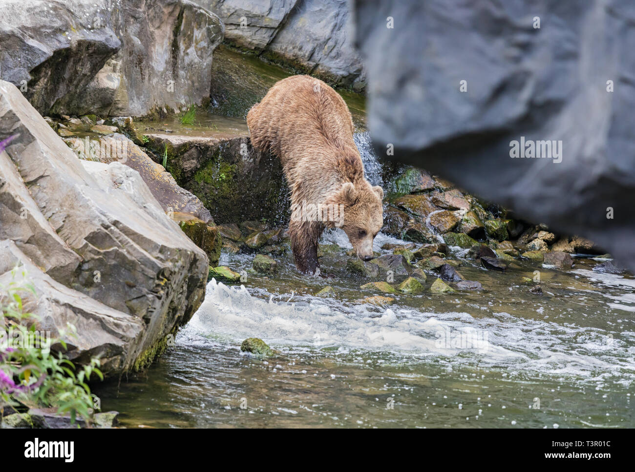 Adultes sauvages Ours brun (Ursus arctos) saute dans un ruisseau sauvage Banque D'Images