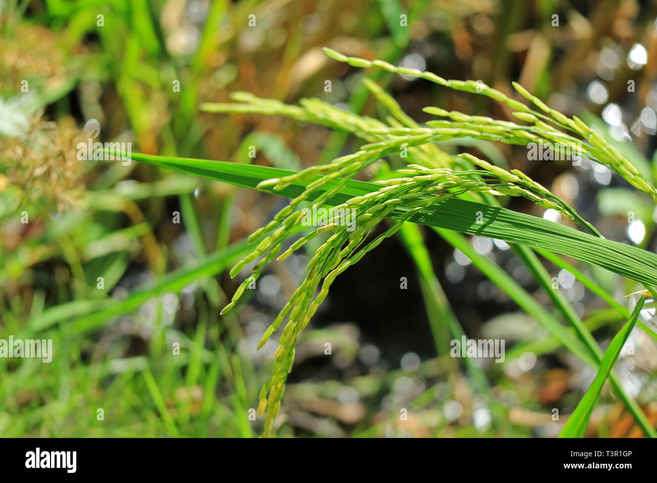 Les plants de riz mûrit dans la rizière de la région du Centre en Thaïlande Banque D'Images