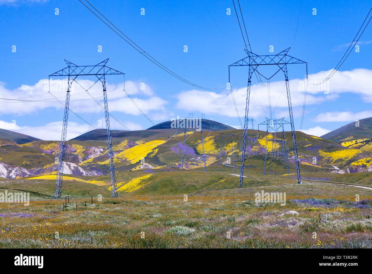 Les fleurs sauvages poussent autour de la ligne d'alimentation entre les tours qui traversent la gamme Temblor dans le Carrizo Plain National Monument. Banque D'Images