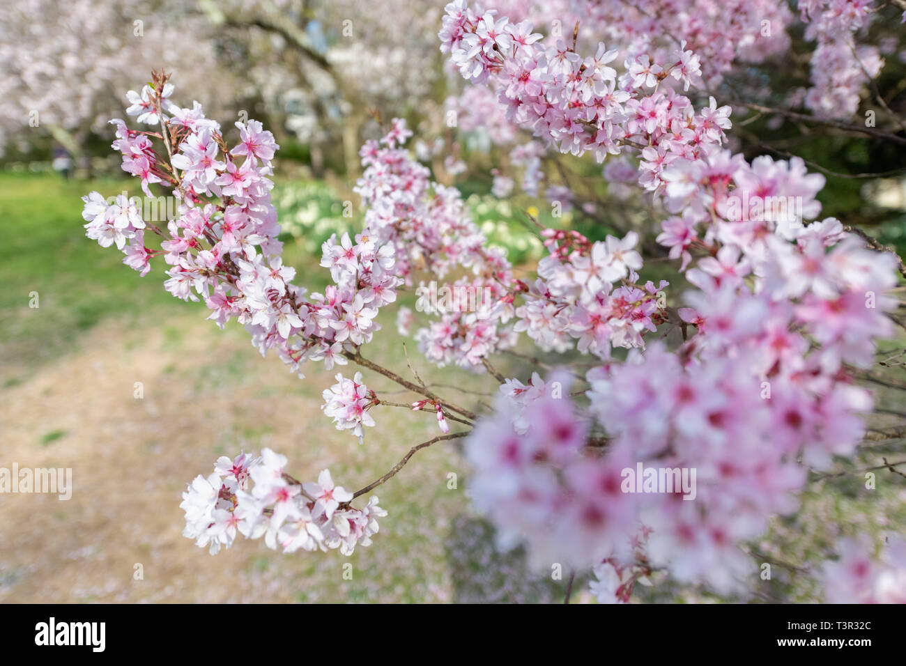 Higan Cherry Tree blossoms - Prunus subhirtella @ printemps fleurs roses sur la floraison des arbres contre un ciel bleu Fleurs de Pâques et fleur de printemps USA Banque D'Images