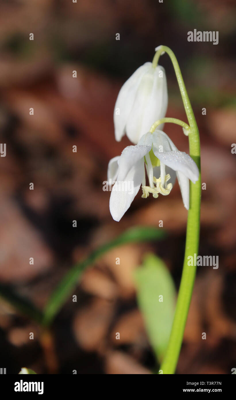Les belles fleurs blanches minuscules de Scilla mischtschenkoana aussi connu comme Misczenko squill, début de squill, blanc squill. De plus en plus au soleil et à l'extérieur dans Banque D'Images