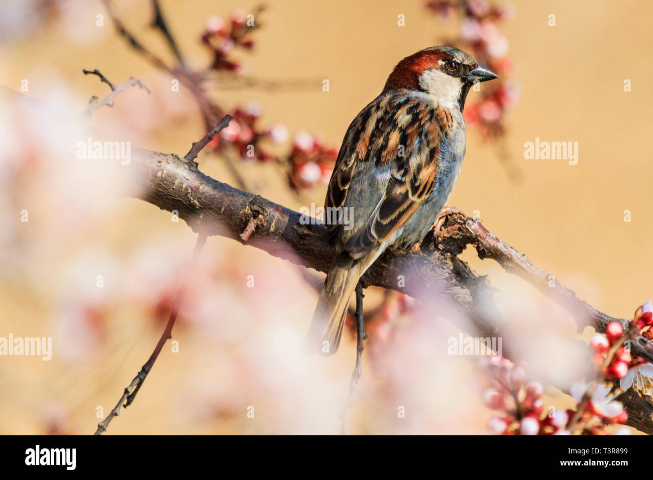 Bel oiseau est assis sur une branche entre la floraison abricot Banque D'Images