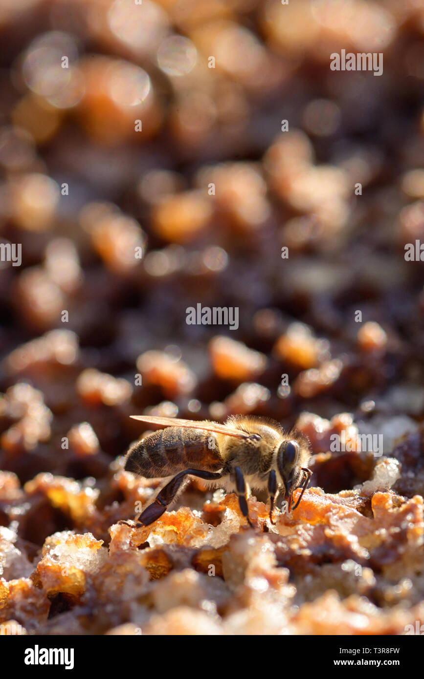 Les abeilles macro dans une ruche sur nid d' Banque D'Images