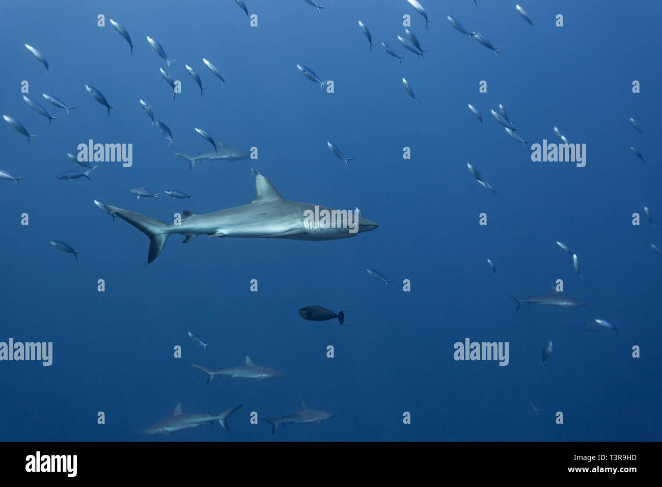 Libre de requins silvertip,Carcharhinus albimarginatus avec d'autres personnes qui tournaient autour de l'école de poissons barracuda Banque D'Images