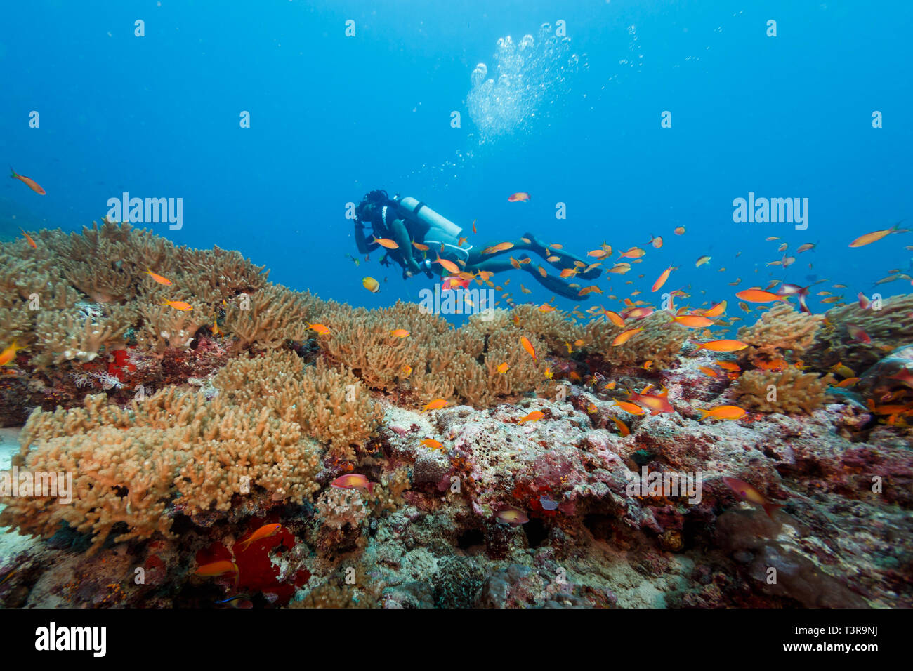 Près de l'école de natation plongeur de orange corail cod Banque D'Images