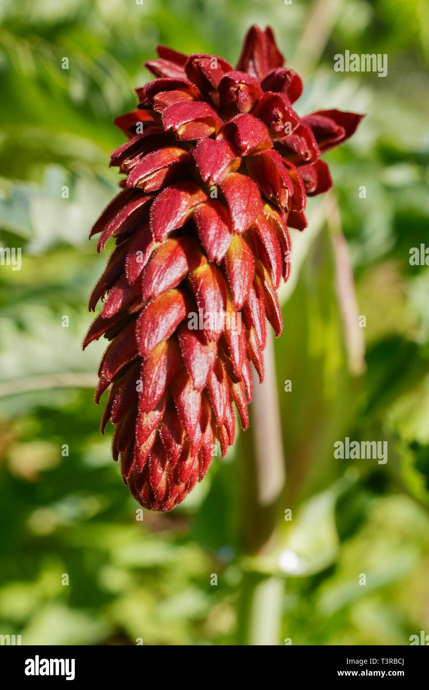 Pointe de rouge Melianthus major -miel géant -fleur plante ,il s'agit d'un petit tubolar en racèmes étroits Banque D'Images Pointe de rouge Melianthus major -miel géant -fleur plante ,il s'agit d'un petit tubolar en racèmes étroits Banque D'Images