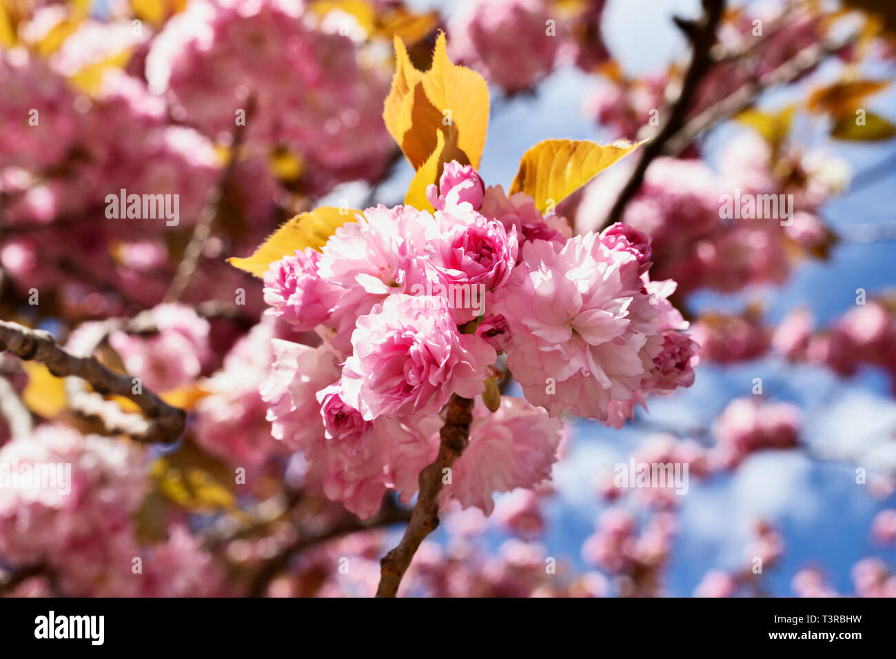 Détail Dun Magnifique Arbre Japonais Prunus Serrulata