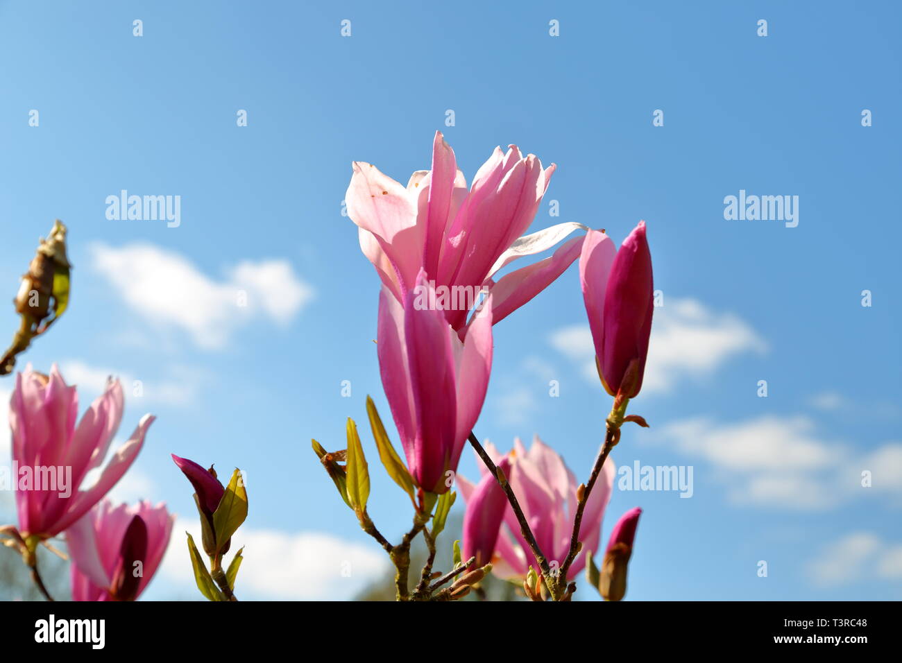 Magnolia 'Susan' fleurit contre un ciel bleu toile Banque D'Images