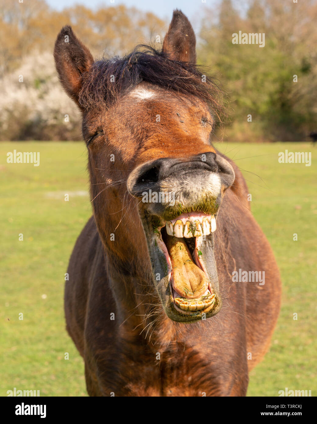 Dents de cheval Banque de photographies et d'images à haute résolution -  Alamy