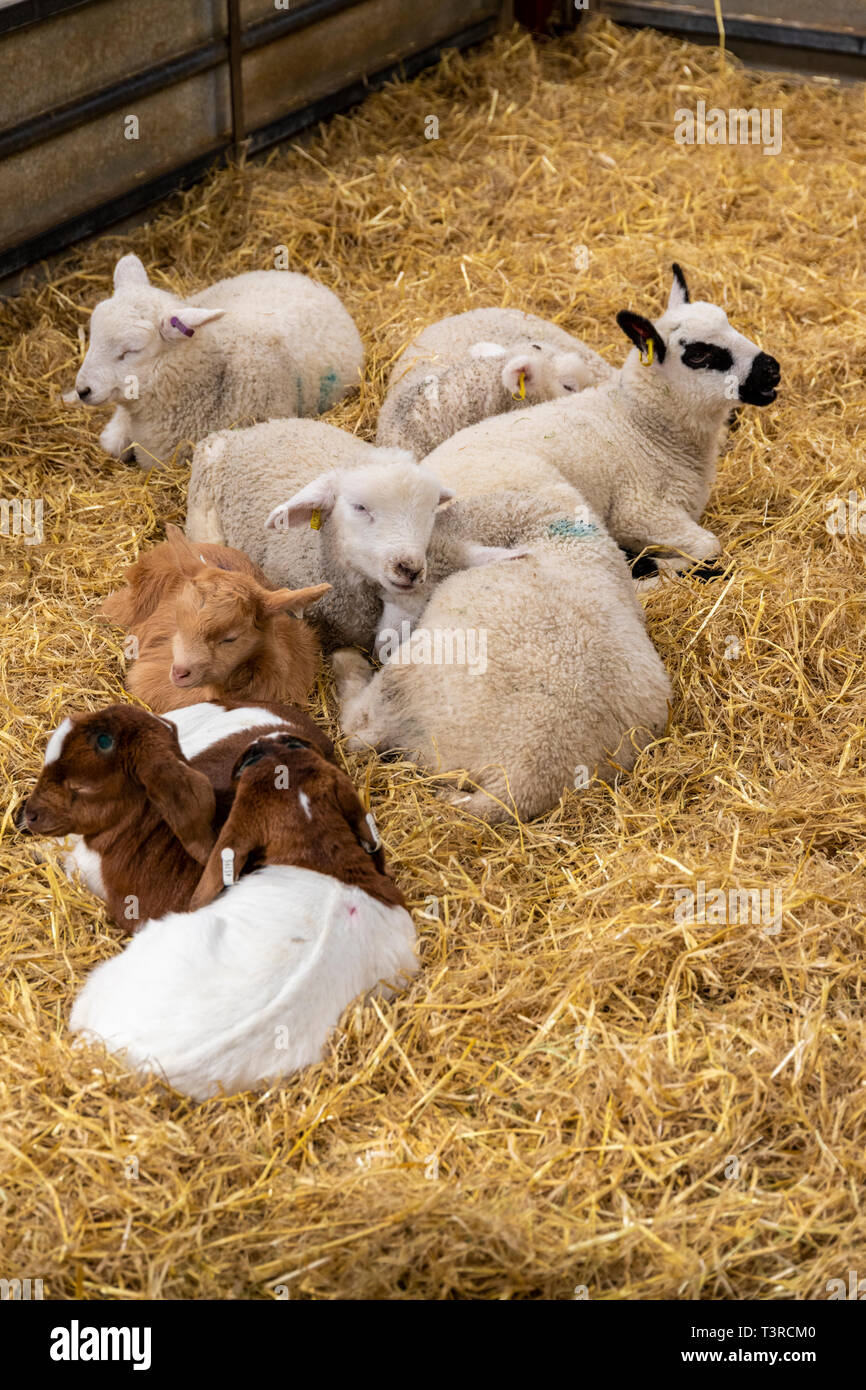 Les Jeunes agneaux et chevreaux à Cotswold Farm Park, Kineton, Gloucestershire UK Banque D'Images