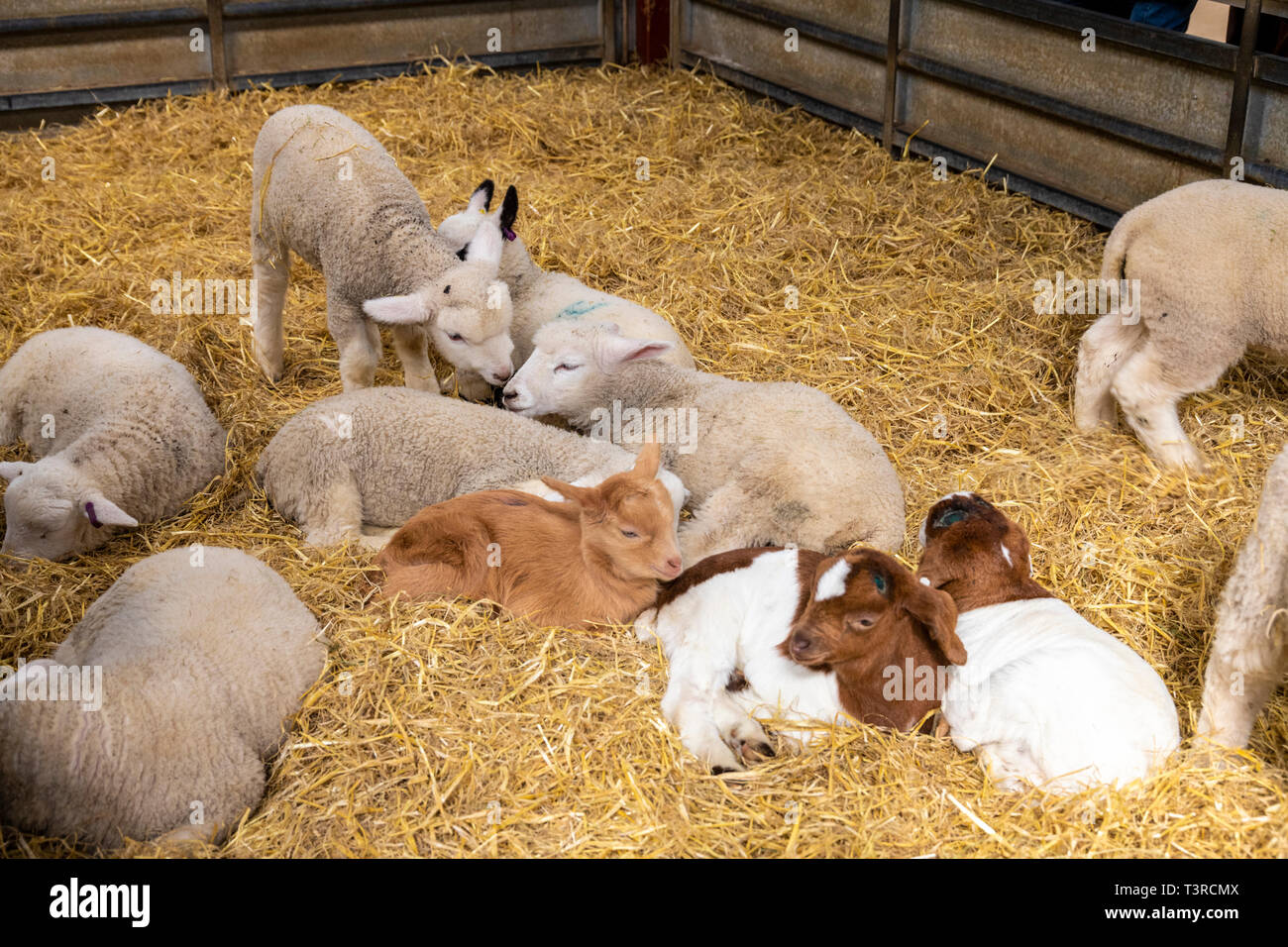 Les Jeunes agneaux et chevreaux à Cotswold Farm Park, Kineton, Gloucestershire UK Banque D'Images