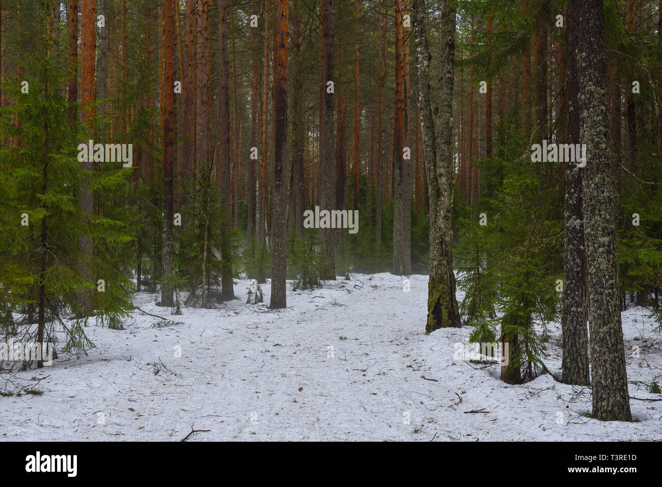 Paysage. Le chemin à travers la forêt au printemps pendant la fonte des neiges avec un épais brouillard. Banque D'Images