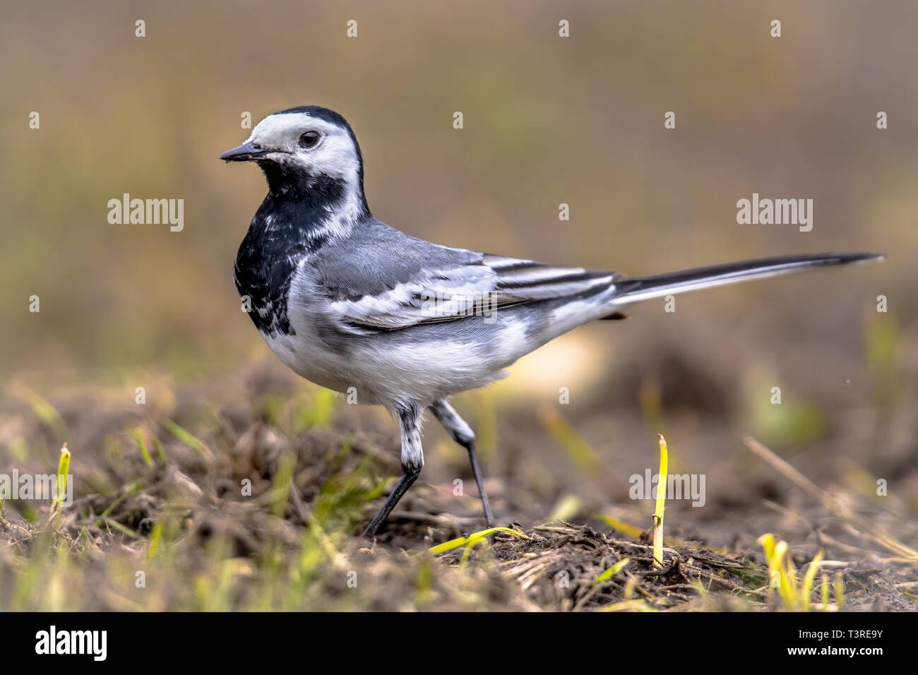 Bergeronnette Printaniere Motacilla Alba Blanc Marche D Oiseaux Sur Les Terres Agricoles En Campagne Belge Photo Stock Alamy