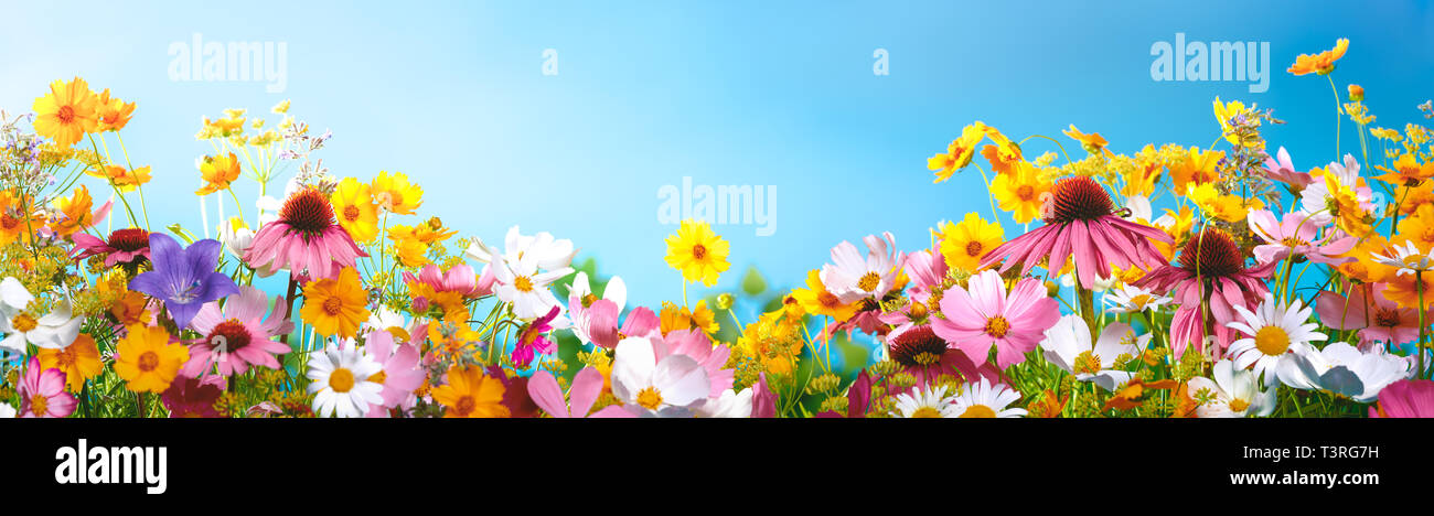 Les fleurs du printemps contre le ciel bleu Banque D'Images