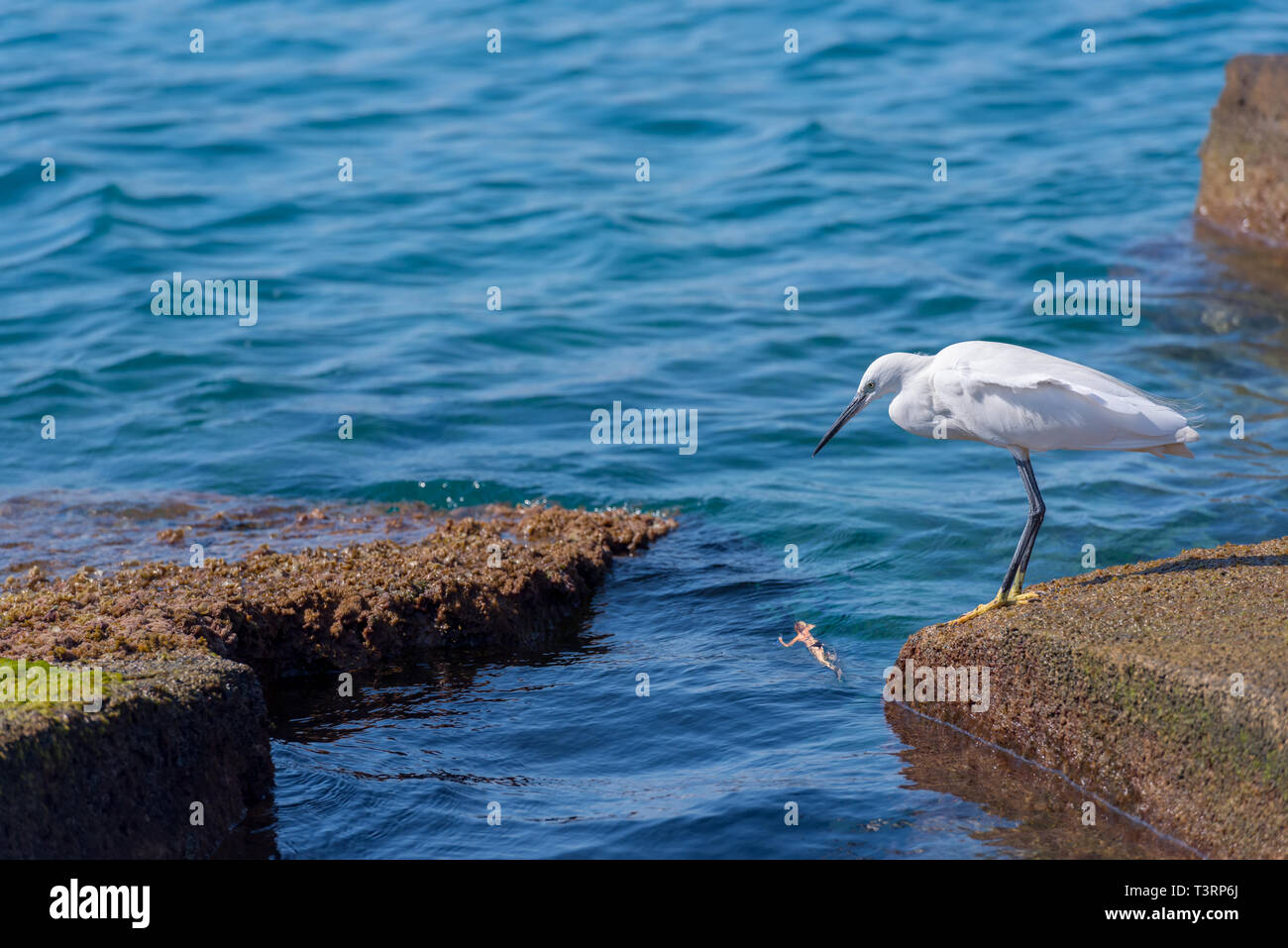 Photomontage Dune Aigrette Garzette Egretta Garzetta Petit