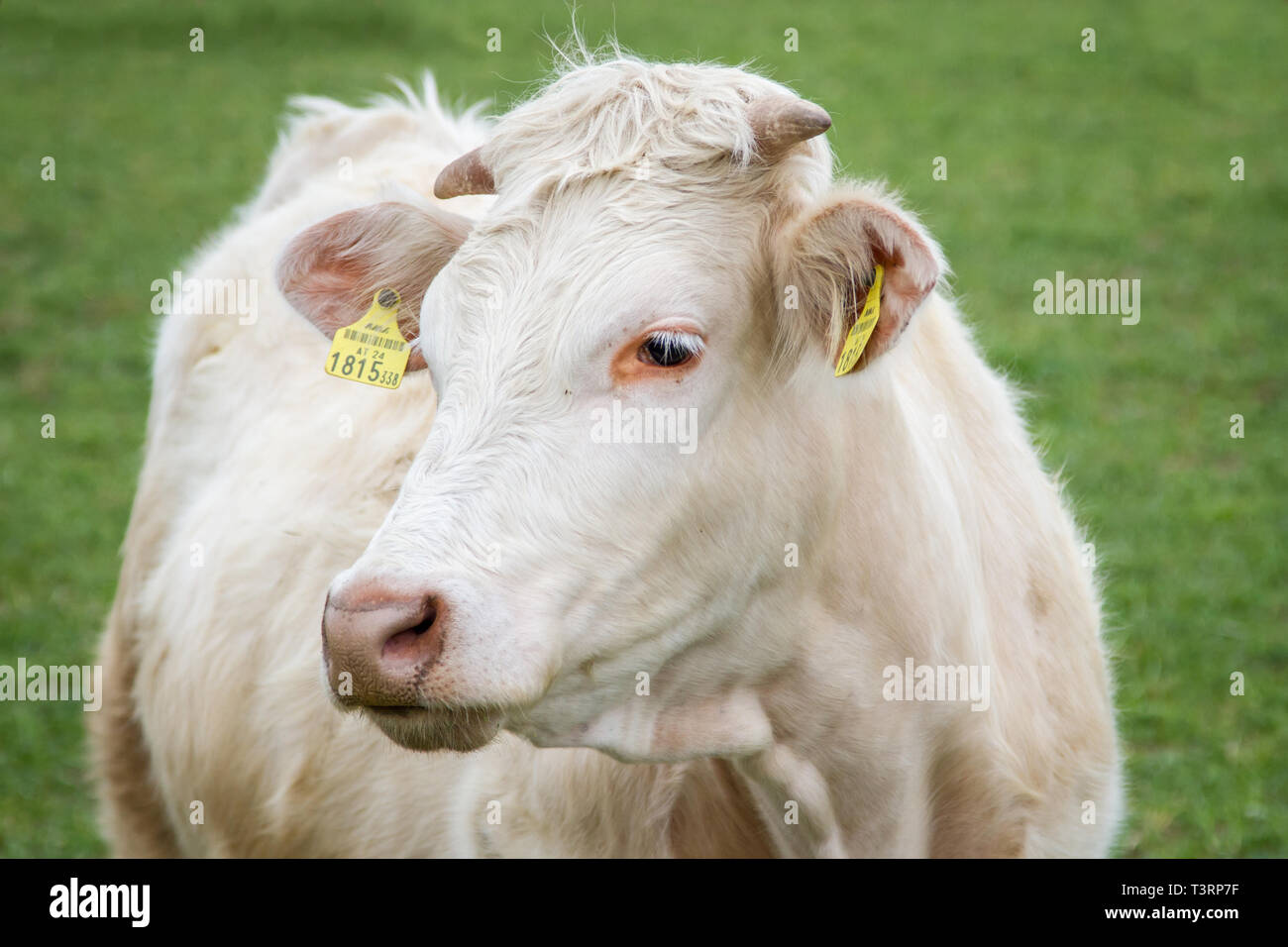 Free Range Charolais Banque D'Images