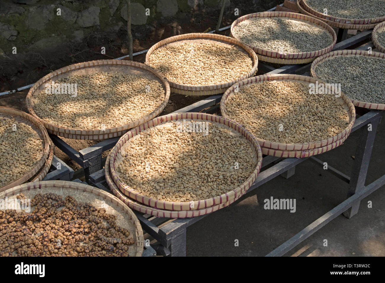 Des cafés de la chat de civette- La plus cher du café dans le monde est fabriqué à partir d'excréments. Le Kopi Luwak indonésien a été le plus cher Banque D'Images