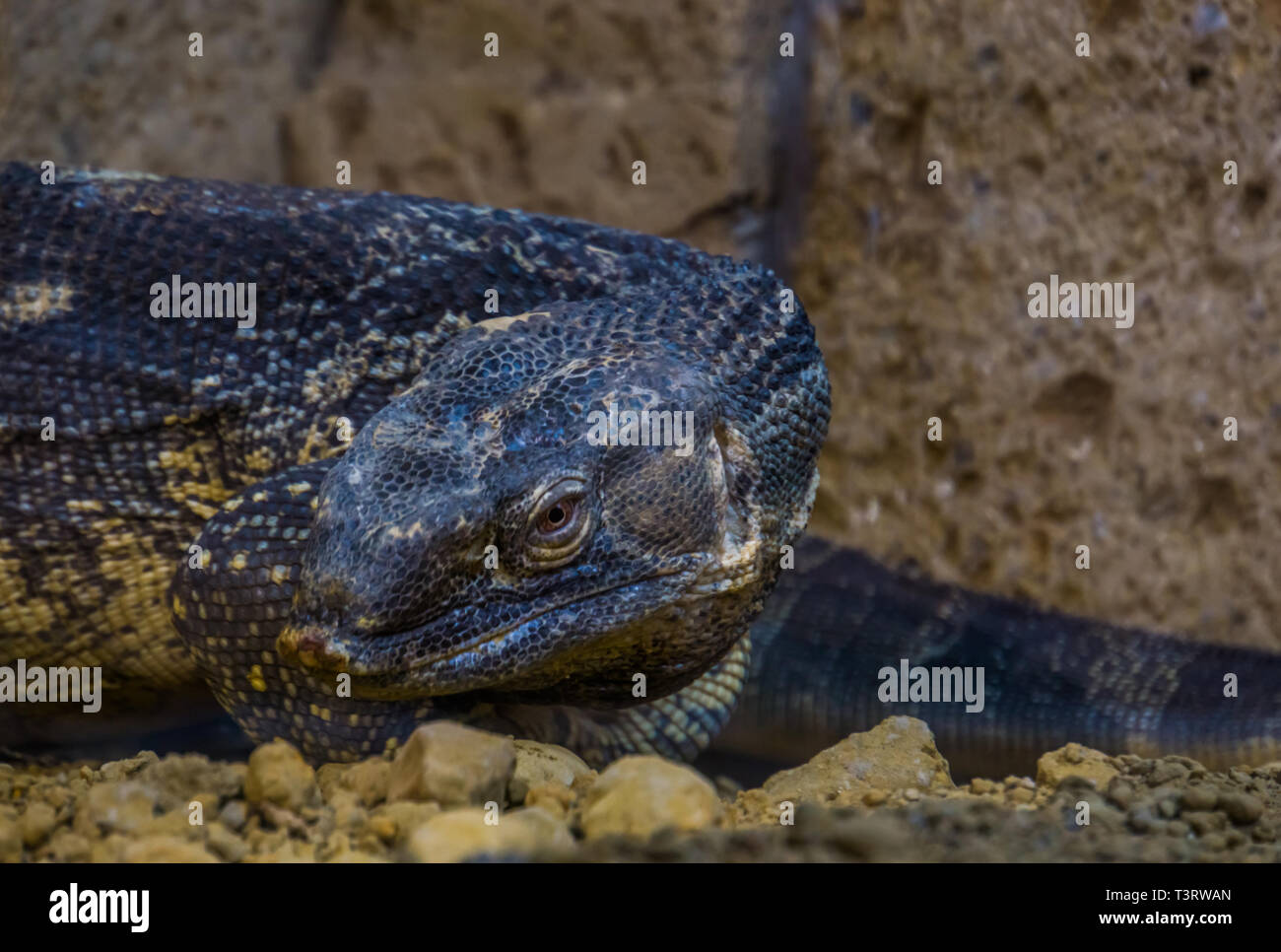 Gros plan de la face d'un moniteur à gorge noire, gros lézard tropical d'Afrique Banque D'Images