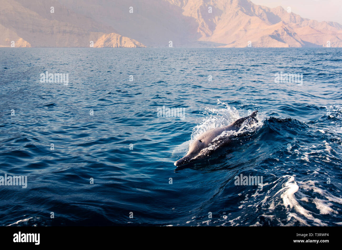 Dolphin s'élevant au-dessus de l'eau claire comme du cristal piscine par le bateau Banque D'Images