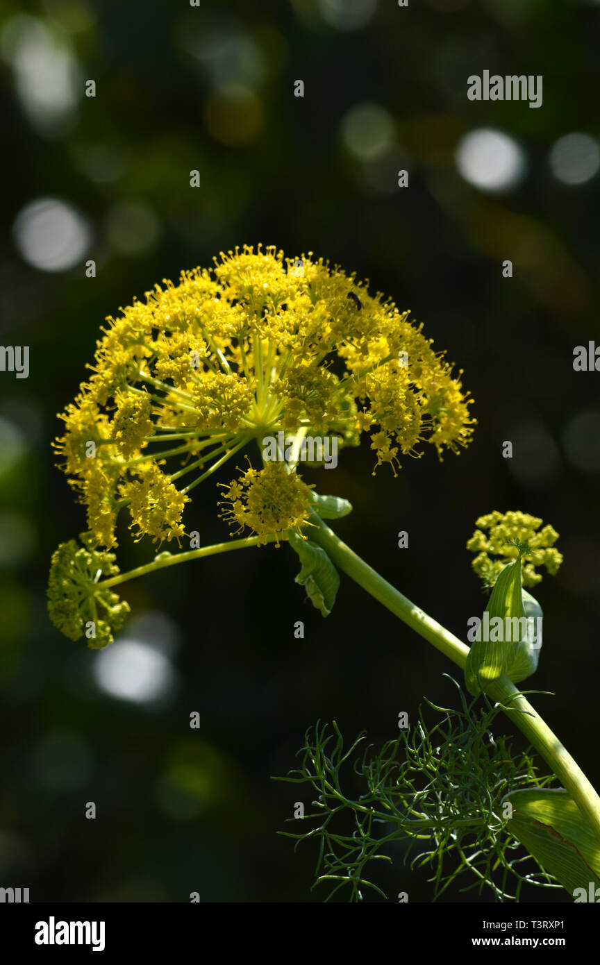 Close-up d'un fenouil géant capitule, Ferula communis, Nature, Macro Banque D'Images