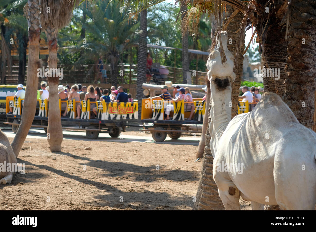 Elche, Espagne - 22 septembre 2019: Safari voiture remorque pleine de touristes des visites sur le zoo zone de parc, les personnes regardant des animaux de distance Banque D'Images