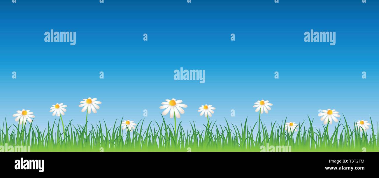 Prairie d'été avec des fleurs daisy blanc bannière avec copie espace EPS10 vector illustration Illustration de Vecteur