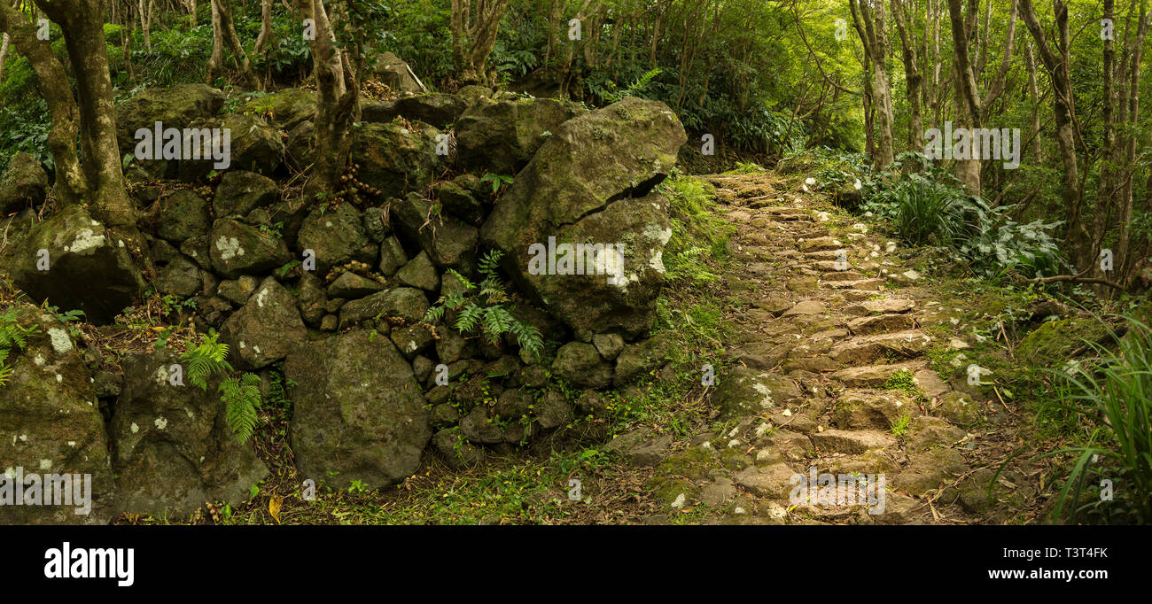 Chemin de terre en forêt luxuriante Banque D'Images