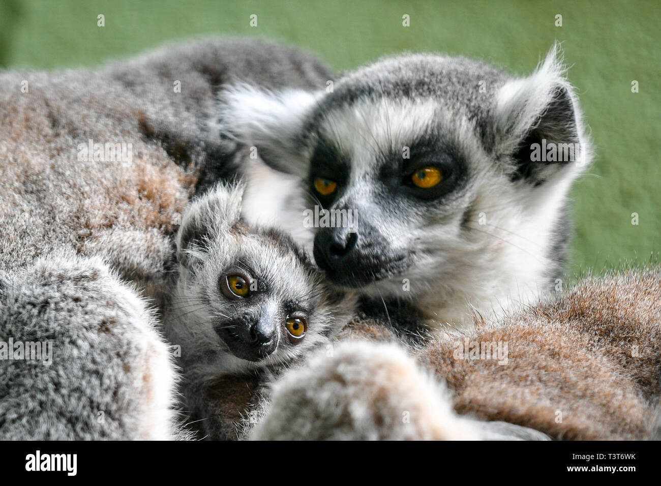 Un Bebe Ring Tailed Lemuriens A Un Calin De Maman Ethel Comme Sa Sœur Jumelle Et Mavis Ont Livre Un Trio De Bebes Entre Eux Pour Une Troisieme Annee Consecutive Au Bristol Zoo