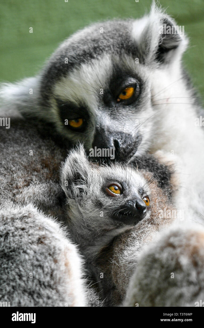 Un Bebe Ring Tailed Lemuriens A Un Calin De Maman Ethel Comme Sa Sœur Jumelle Et Mavis Ont Livre Un Trio De Bebes Entre Eux Pour Une Troisieme Annee Consecutive Au Bristol Zoo Un Bebe Ring Tailed Lemuriens A Un Calin De Maman Ethel Comme Sa Sœur Jumelle Et Mavis Ont Livre Un Trio De Bebes Entre Eux Pour Une Troisieme Annee Consecutive Au Bristol Zoo