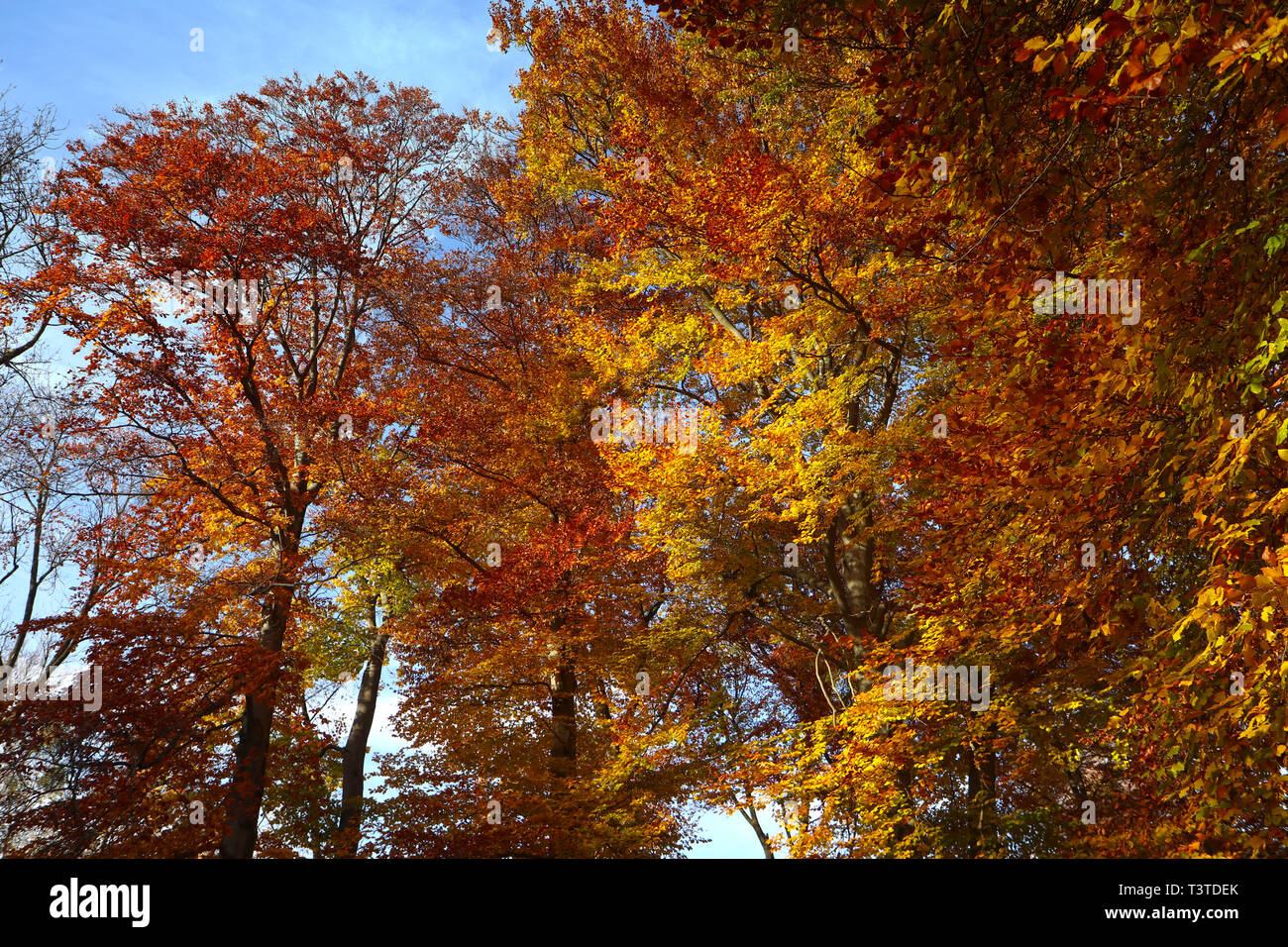 Beau feuillage d'automne rouge sur les arbres de l'Englischer Garten à Munich Banque D'Images