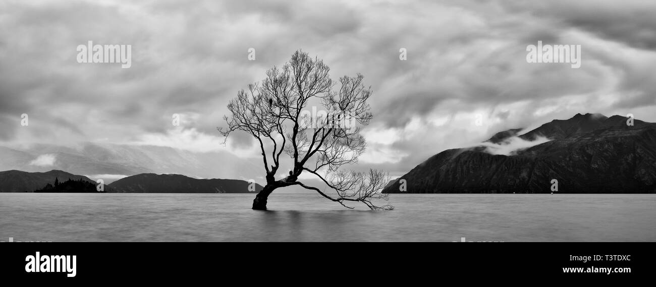 La Nouvelle-Zélande, Otago, Lake Wanaka. Tempête de compensation à l'arbre sur le lac Wanaka Wanaka. Banque D'Images