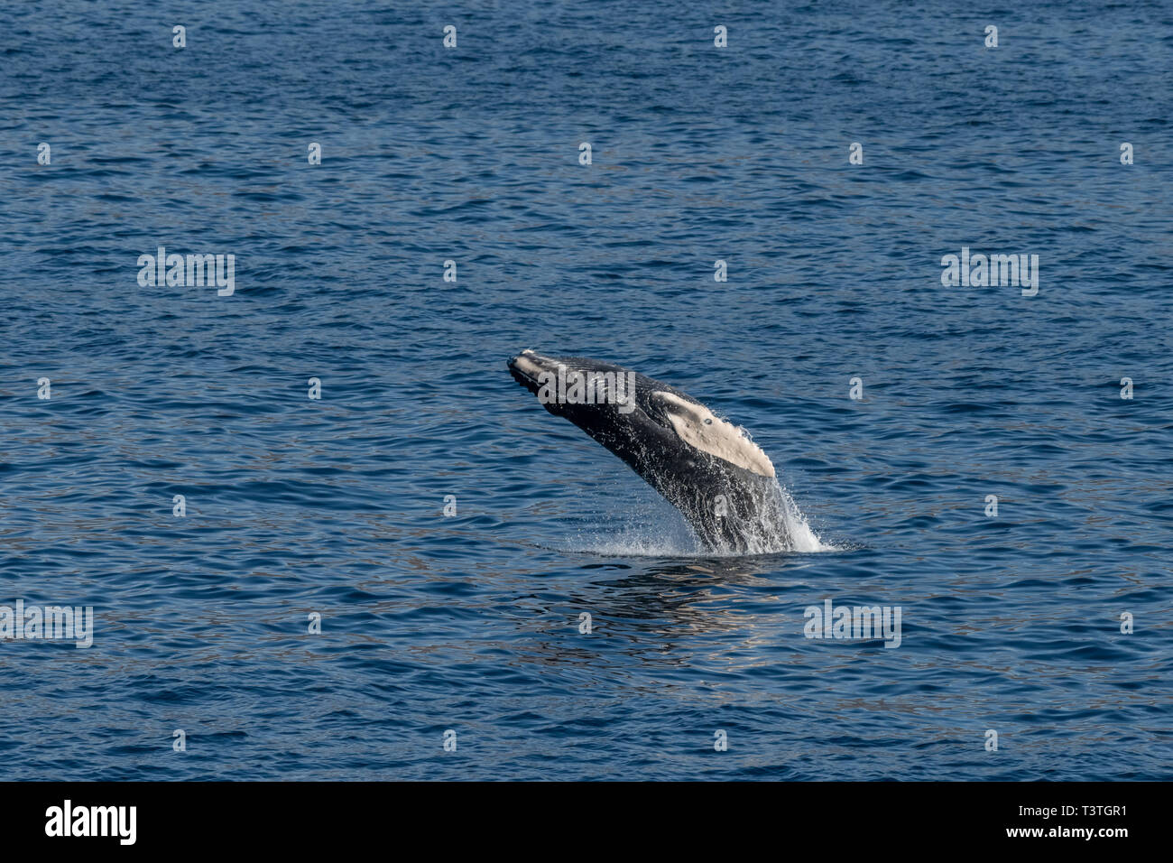 Baleine à bosse (Megaptera novaeangliae) enfreindre au large de la côte de Baja California, au Mexique. Banque D'Images