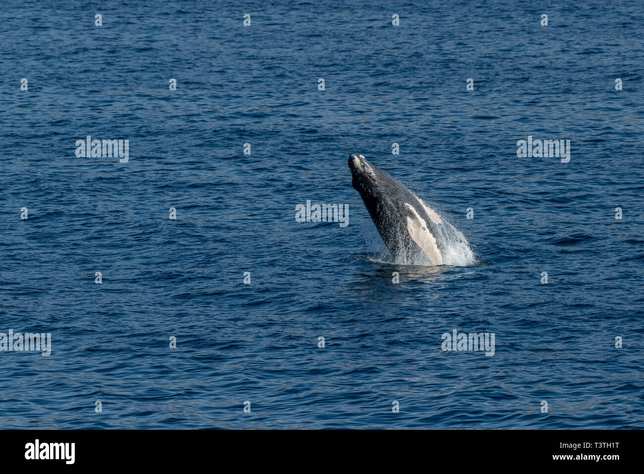 Baleine à bosse (Megaptera novaeangliae) enfreindre au large de la côte de Baja California, au Mexique. Banque D'Images