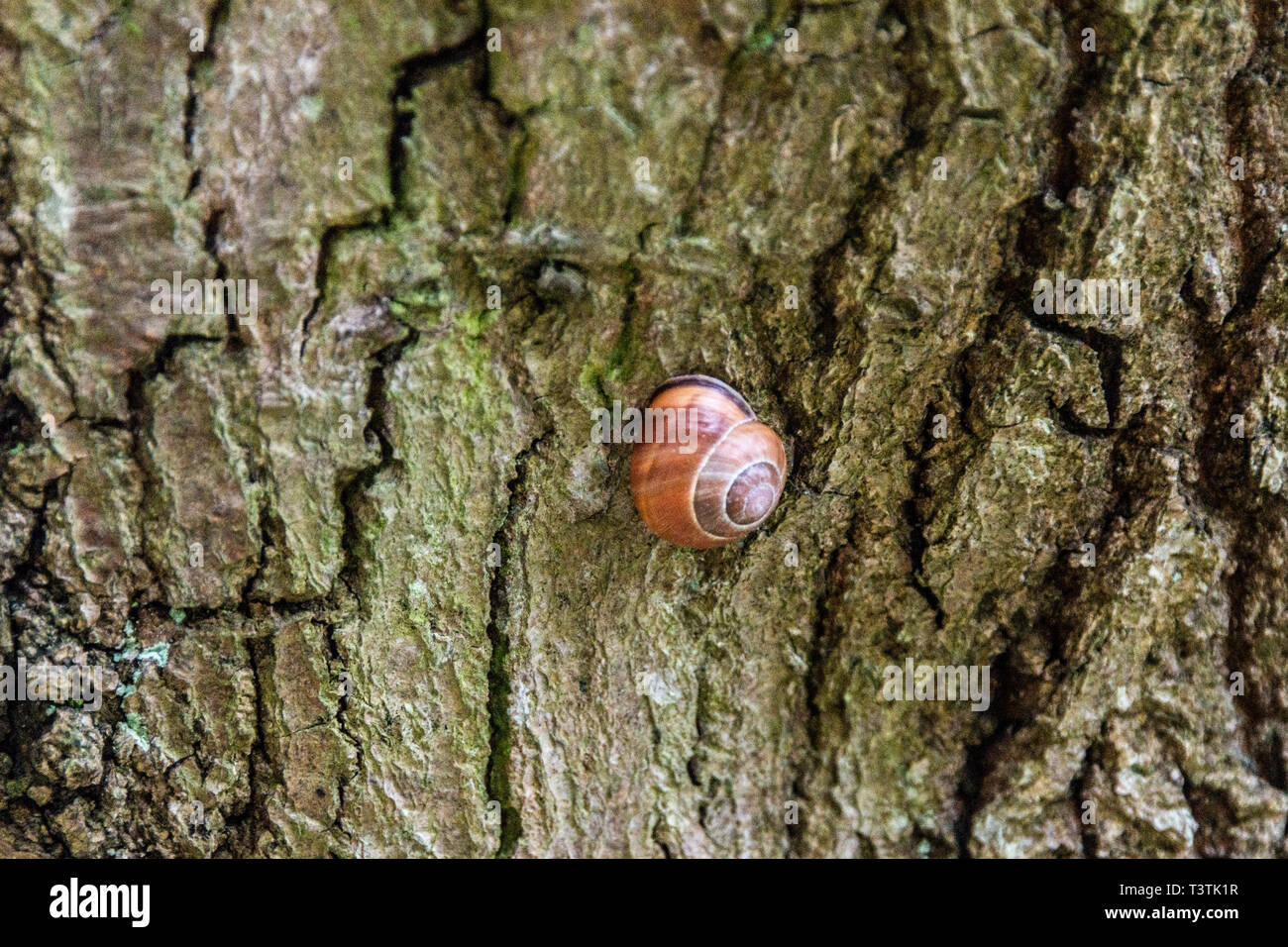 Un petit escargot brun sur un tronc d'arbre Banque D'Images