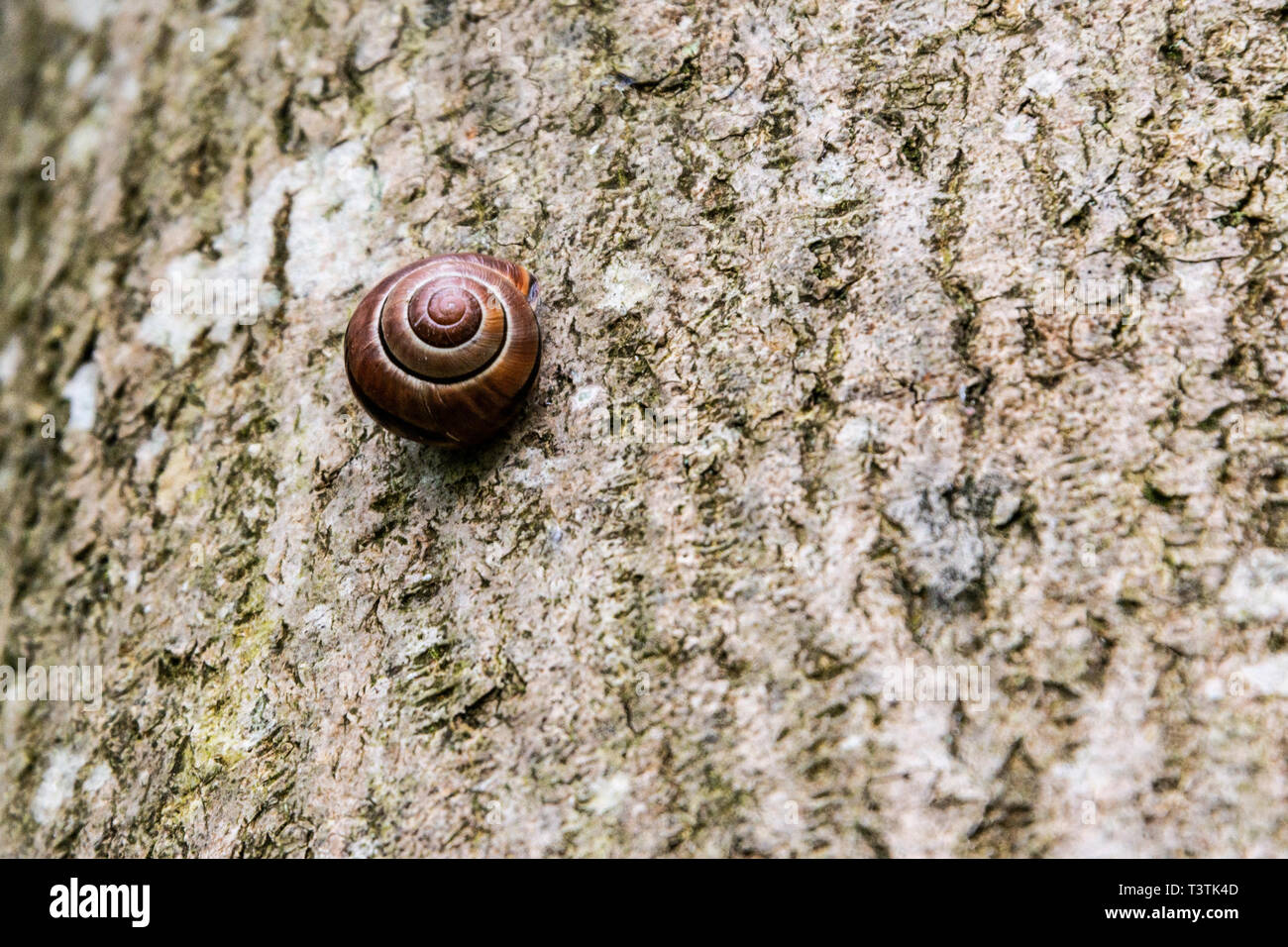Un petit escargot brun sur un tronc d'arbre Banque D'Images