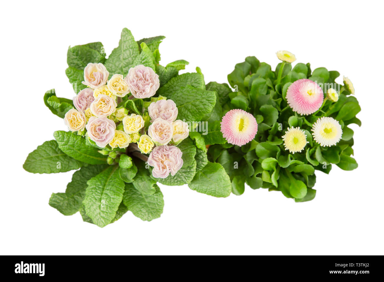 Les fleurs de printemps à partir de ci-dessus isolé. primula, Bellis perennis. Banque D'Images