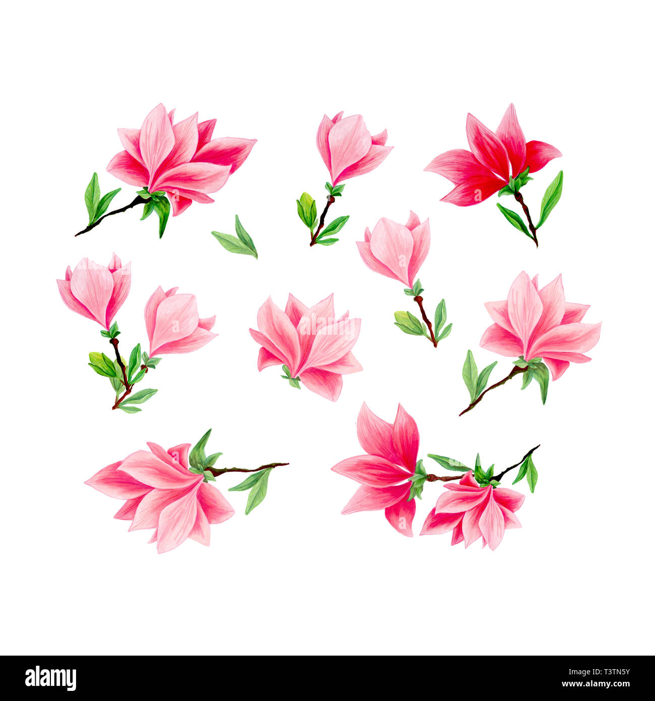 Bouquet de fleurs de Magnolia en fleurs, belle maison et intérieur design, illustrations isolées. Pink floral croquis dessins. Fleur de printemps cliparts réaliste. Crayon fleurs sauvages de texture. Banque D'Images