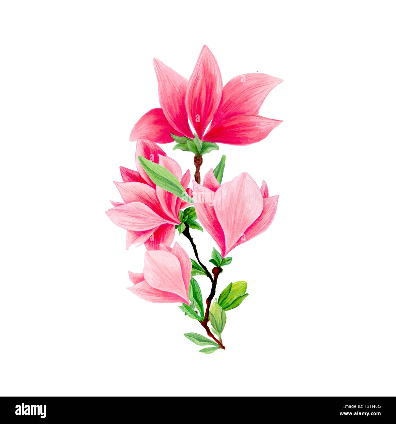 Bouquet de fleurs de Magnolia en fleurs, belle branche pour la conception de logo, illustrations isolées. Pink floral croquis dessins. Fleur de printemps cliparts réaliste. Crayon fleurs sauvages de texture. Banque D'Images