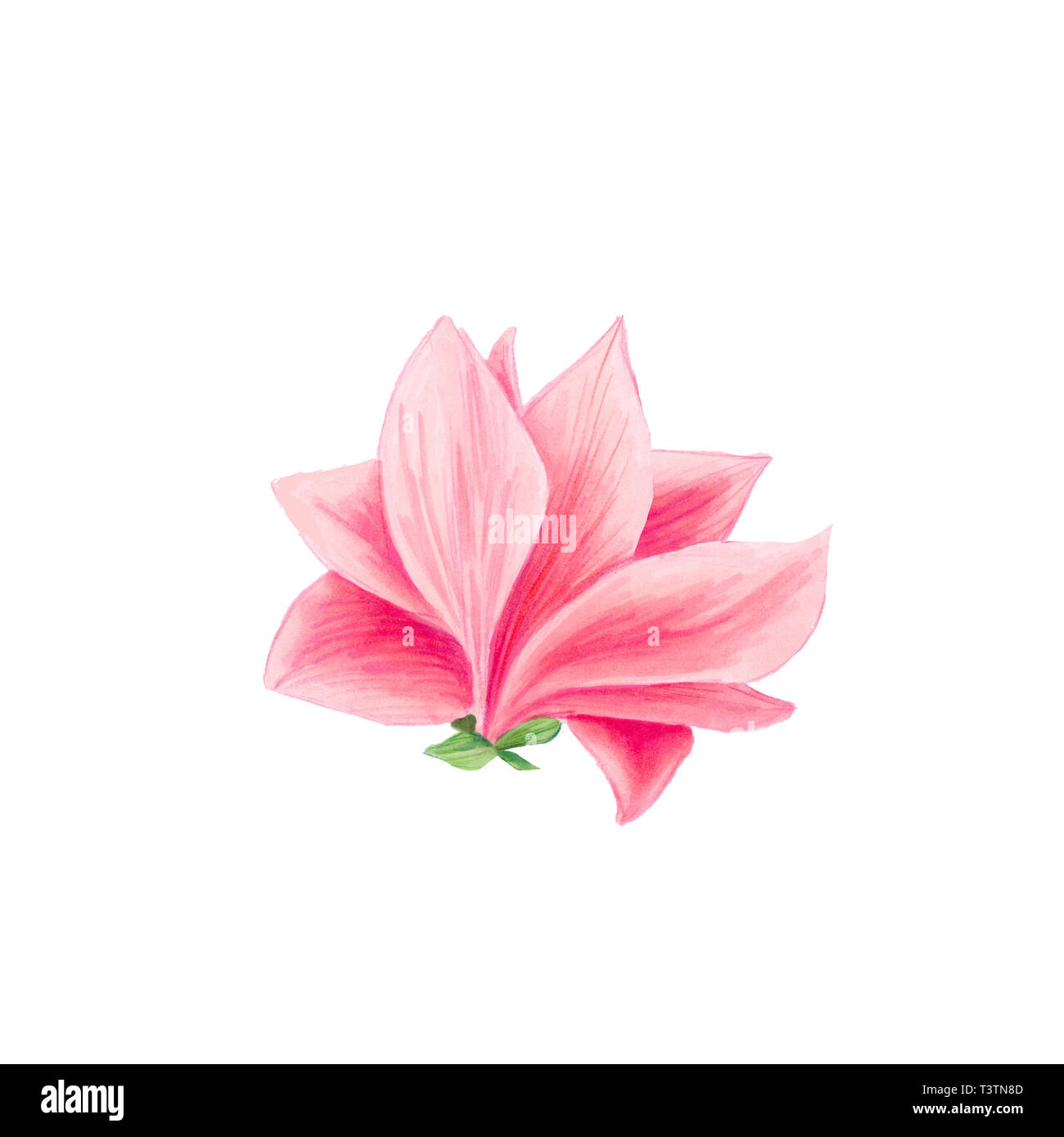 Fleur de Magnolia en fleurs, belle branche pour la conception de logo, illustrations isolées. Pink floral croquis dessins. Fleur de printemps cliparts réaliste. Crayon fleurs sauvages de texture. Banque D'Images
