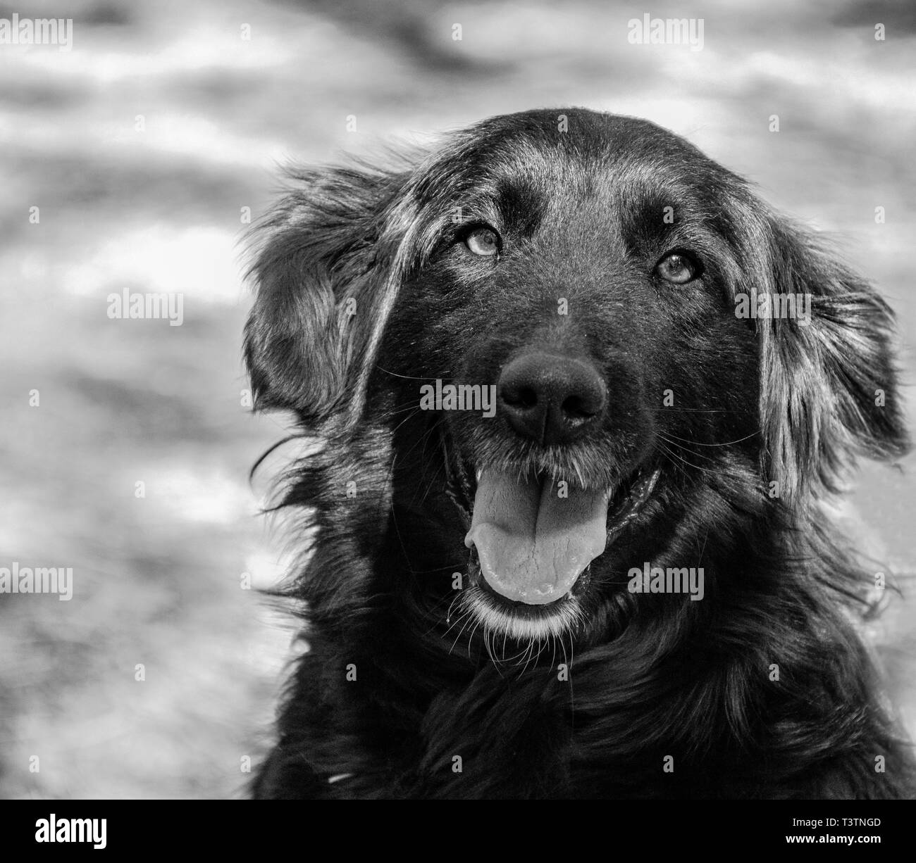 Happy Dog portrait Banque D'Images