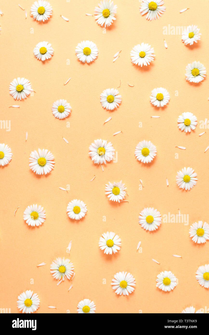 Composition de fleurs. Motif de pétales de camomille, pastel